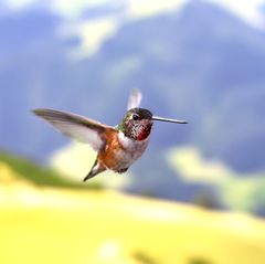hummingbird