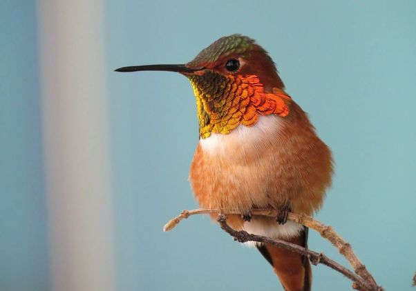 Allen's hummingbird