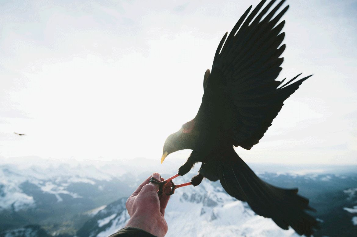 black bird on hand