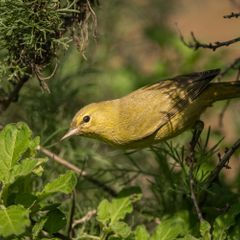 Orange-crowned warbler on Sage Hill