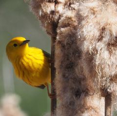 Yellow warbler Cream Hill swamp