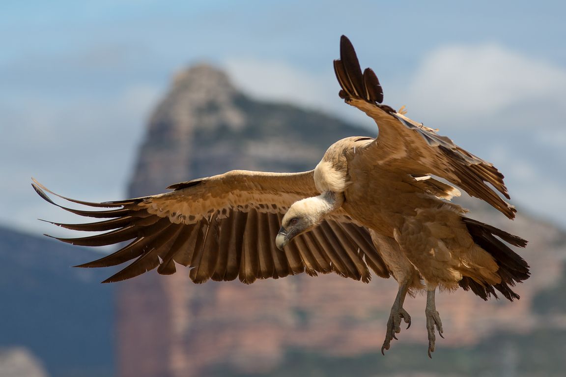 griffon vulture in flight