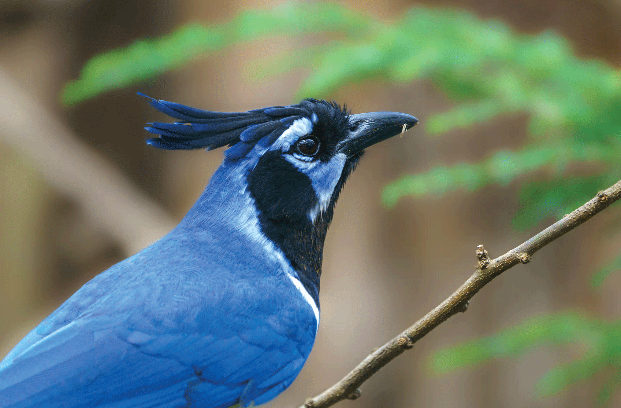 blue and black bird
