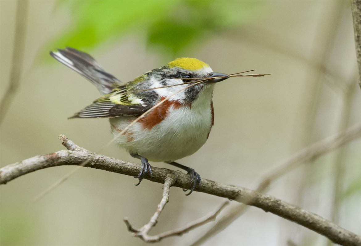 Chestnut-sided warbler carrying nesting material 