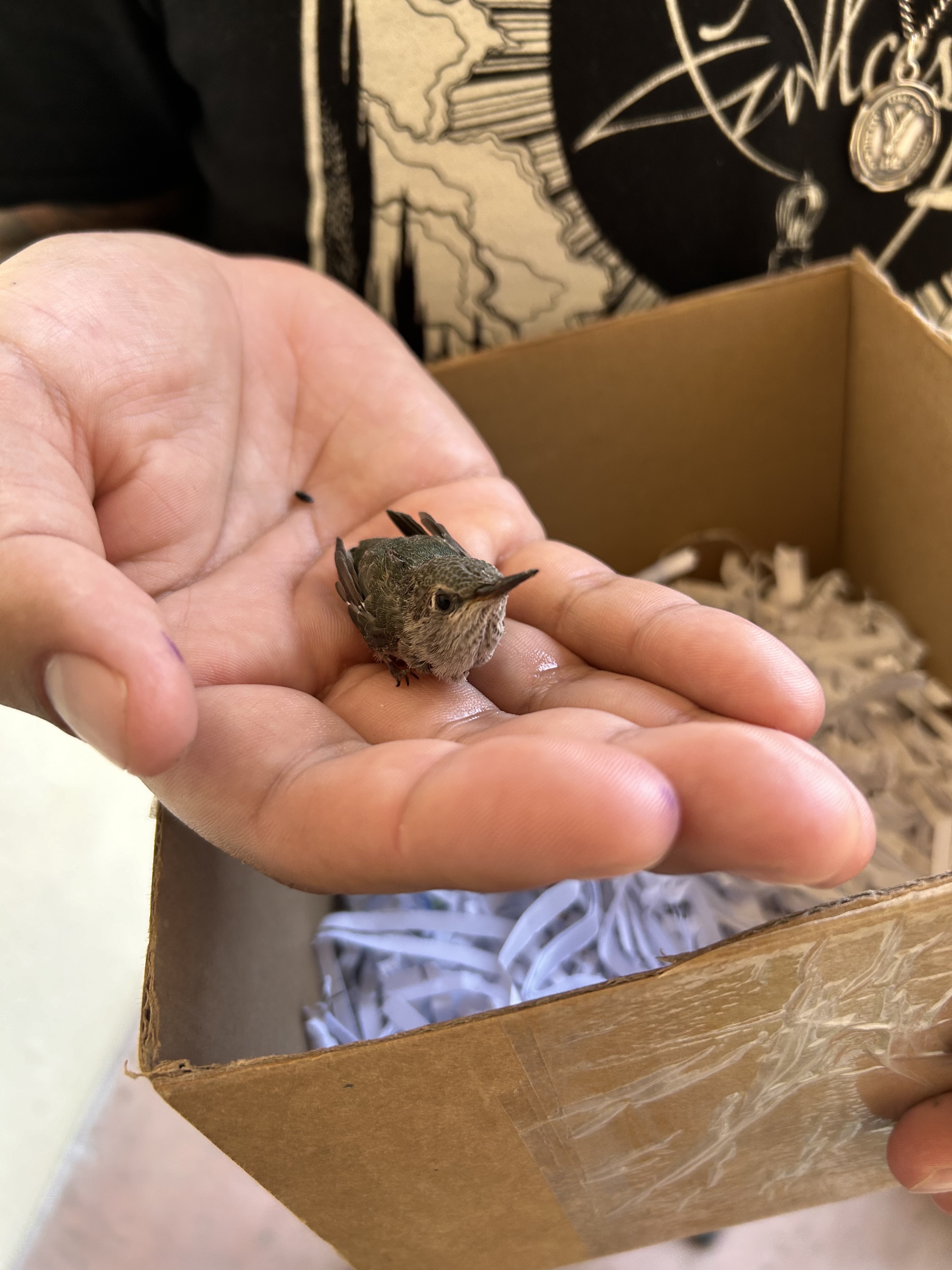 baby hummingbird in a hand