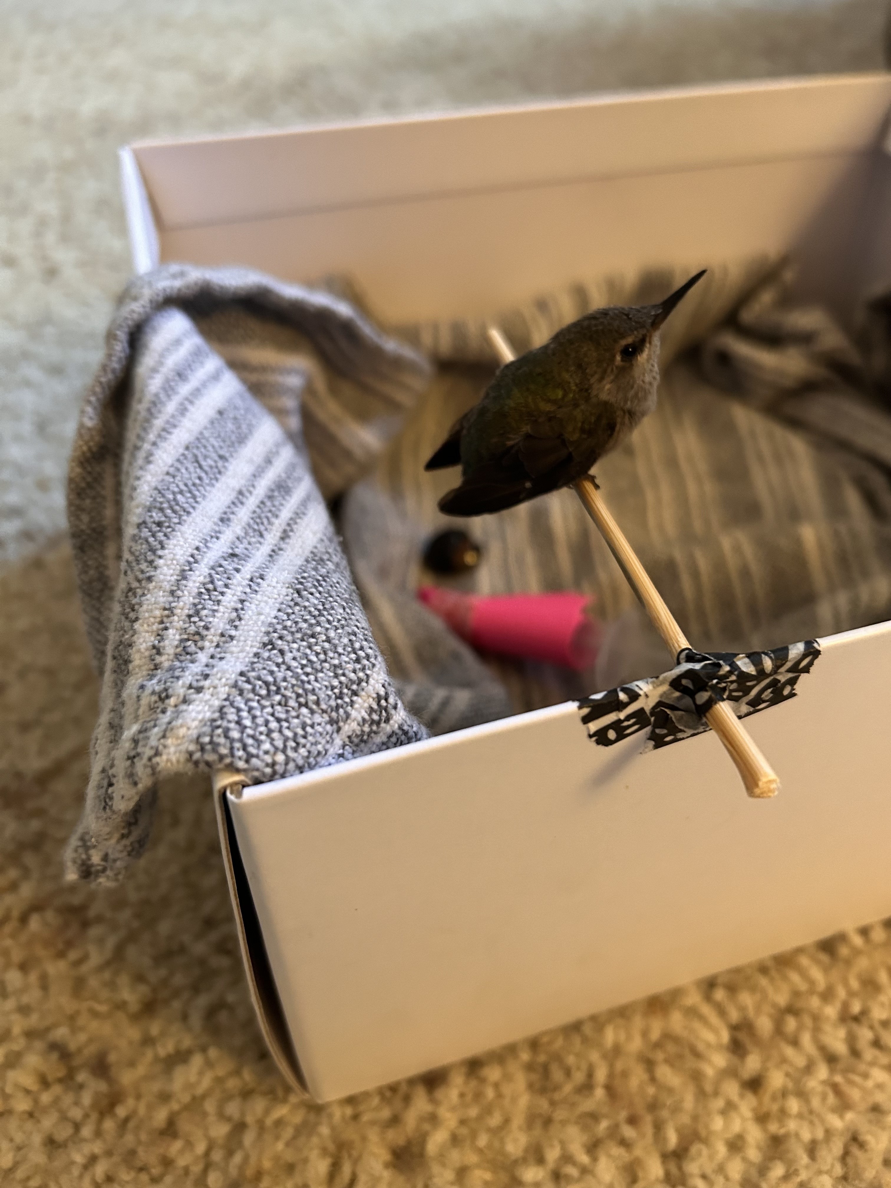 baby hummingbird on perch in box