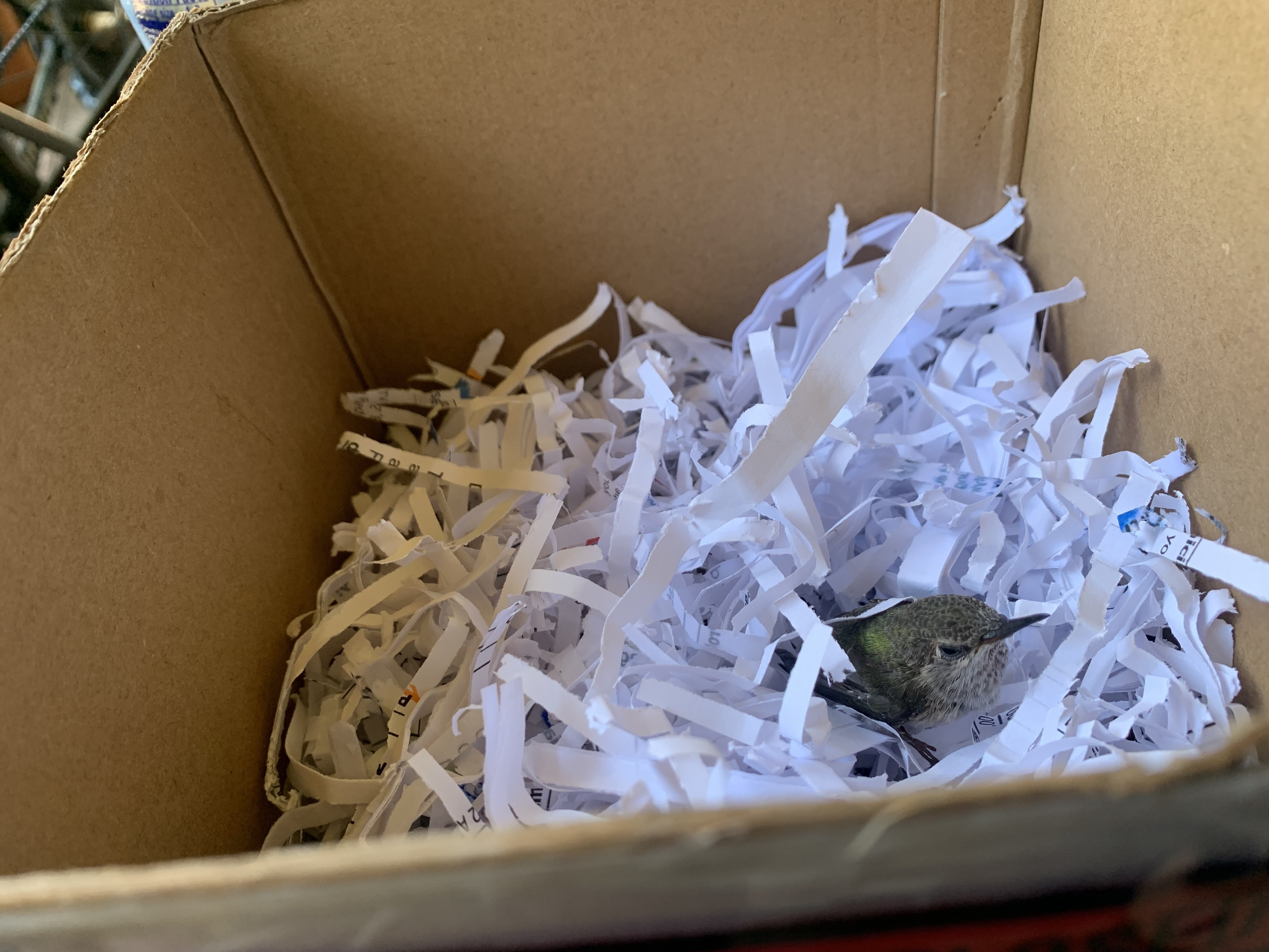 baby hummingbird inside box