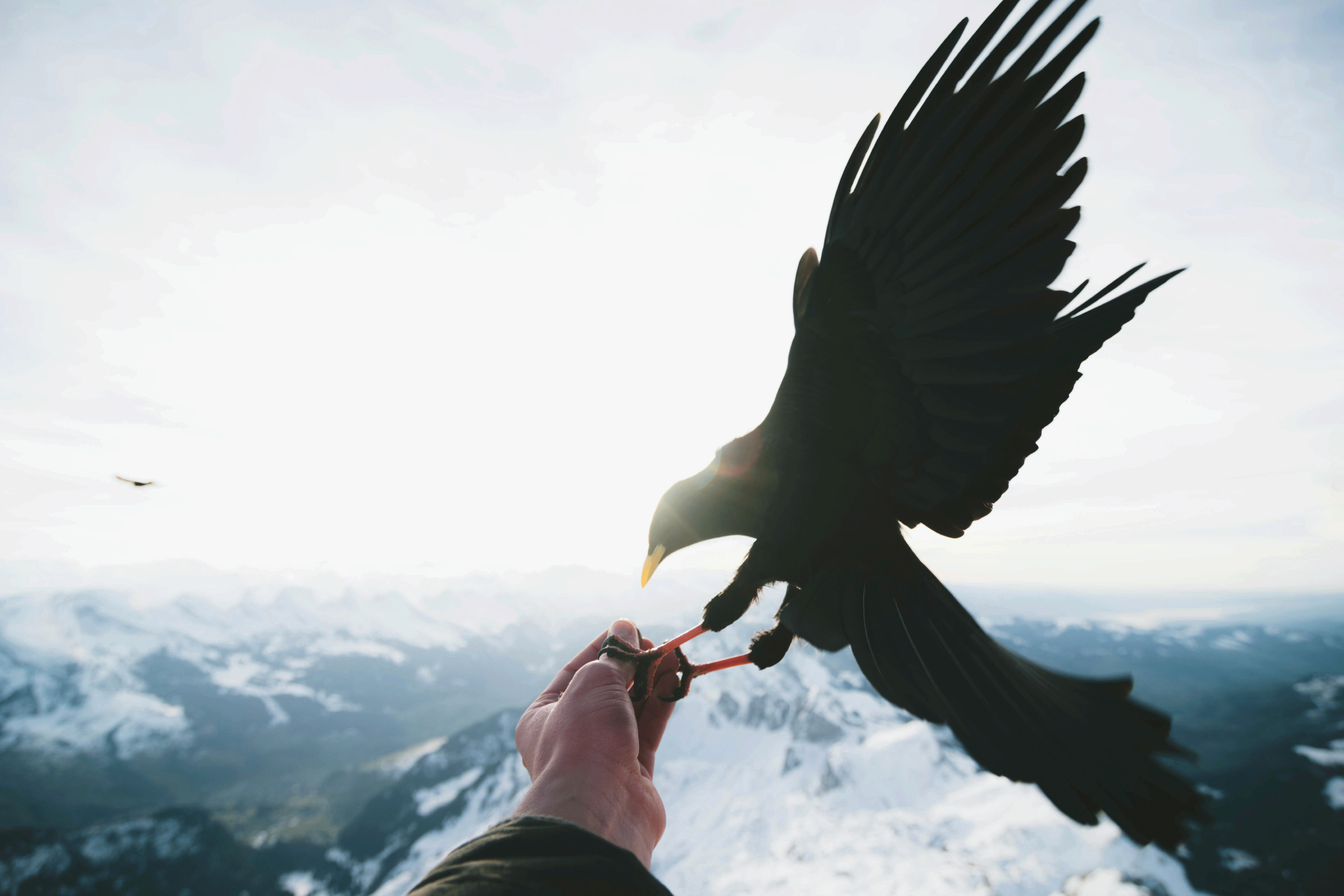 black bird on person's left hand