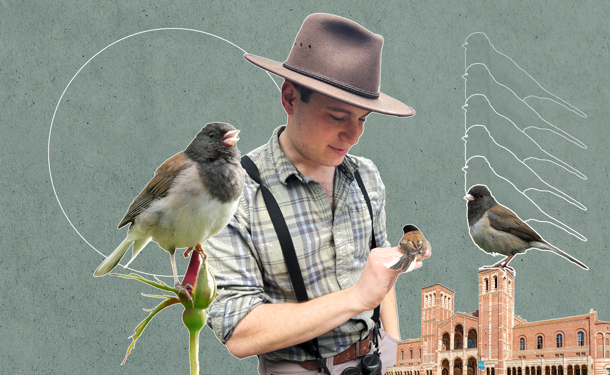 A composite of Joey Di Liberto with dark-eyed juncos and UCLA campus