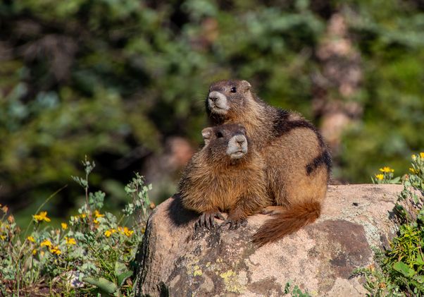 Two marmots resting on a rock