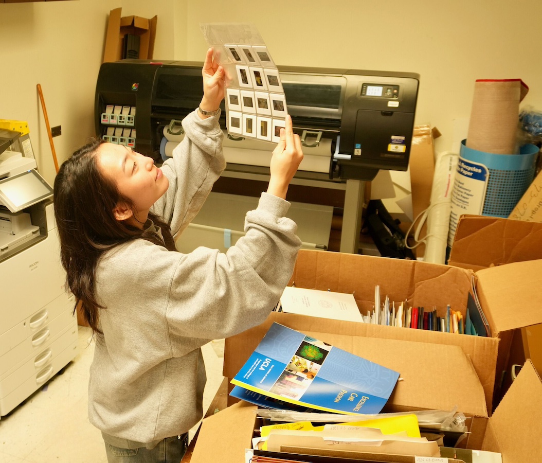 UCLA School of Dentistry student Julia Noguchi examines slides that are among the school’s vast records, soon to be transferred to the UCLA University Archives.