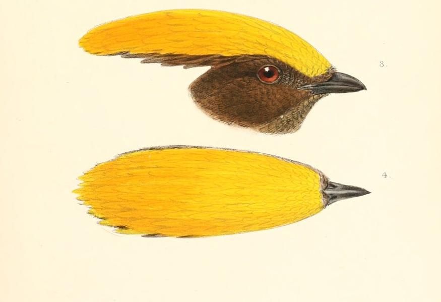 Two illustrations of the golden-fronted bowerbird against a half-Dutch white background from 1896.