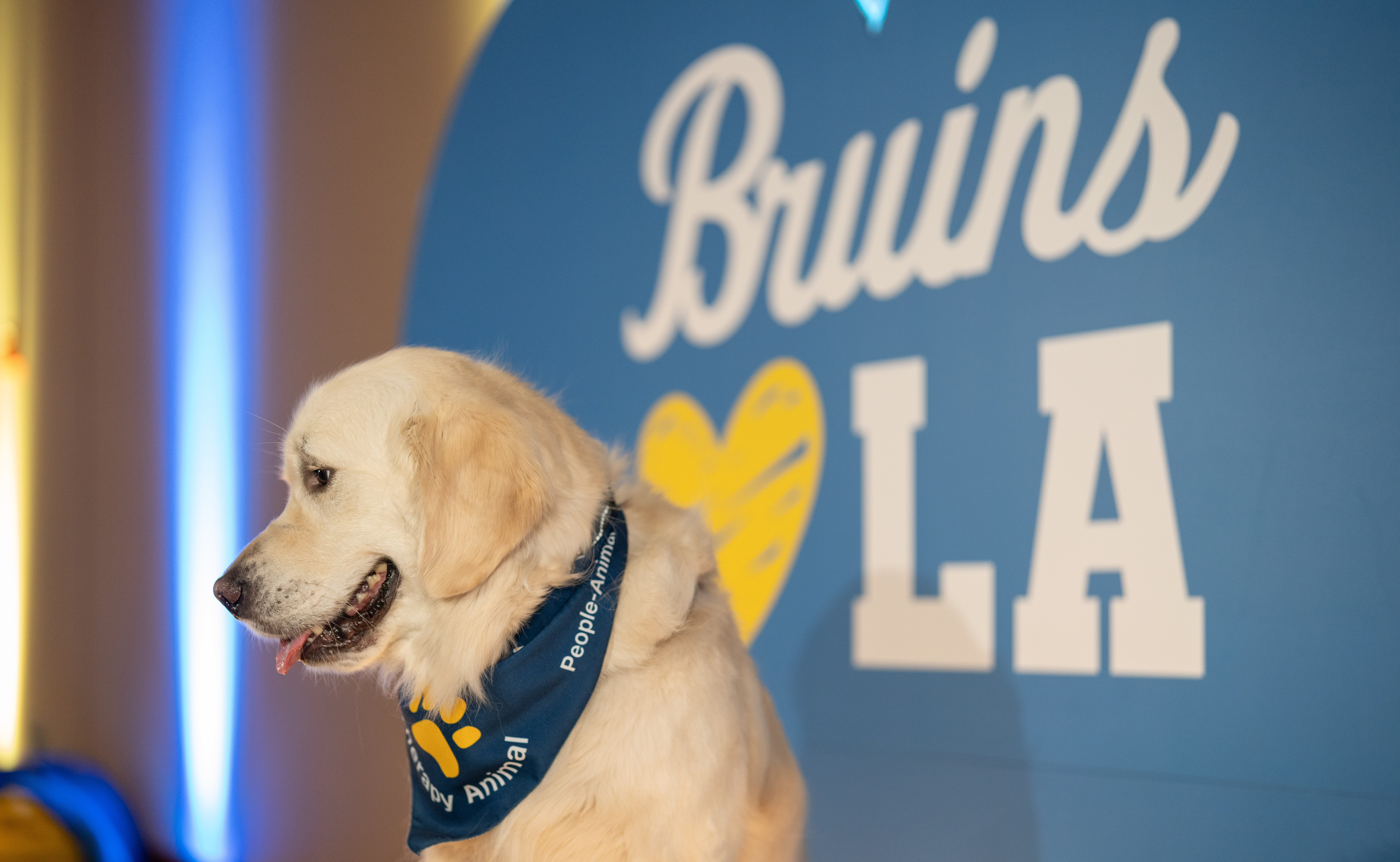 Bandanna-wearing labrador in front of a Bruins heart LA sign