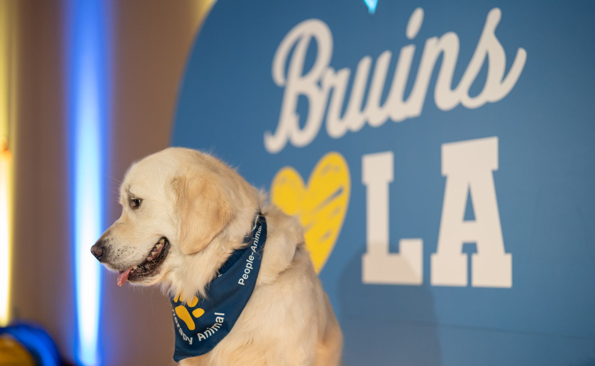 Bandanna-wearing labrador in front of a Bruins heart LA sign