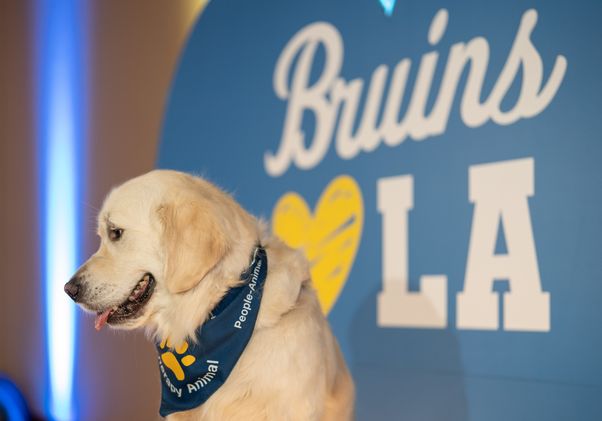 Bandanna-wearing labrador in front of a Bruins heart LA sign