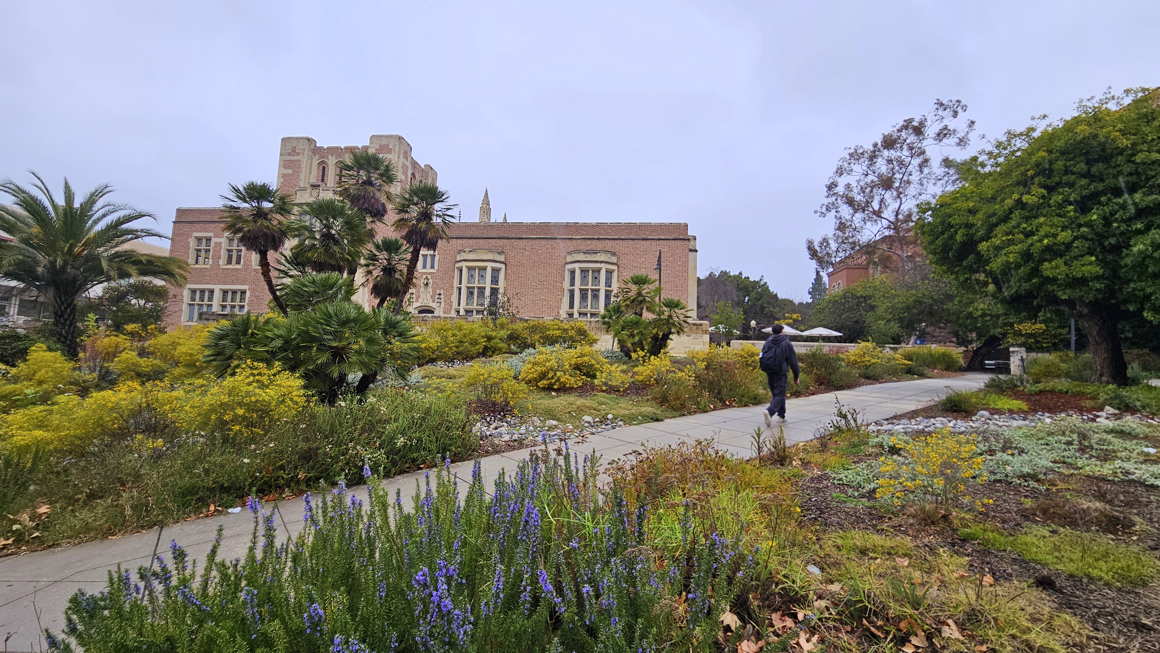 A formerly grass area on campus transformed and features many native plants like yarrow and buckwheat.