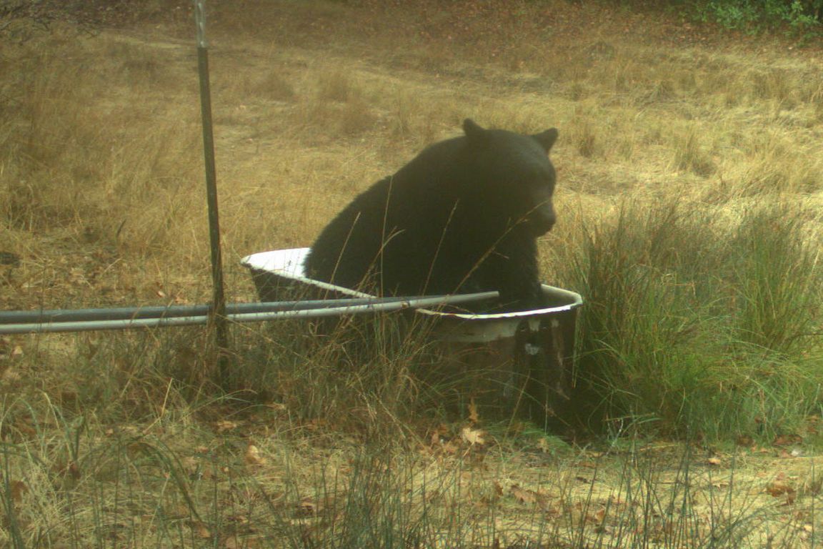 A black bear sits inside a metal livestock watering trough in a dry, grassy field at the Hopland Research and Extension Center in Hopland, California.