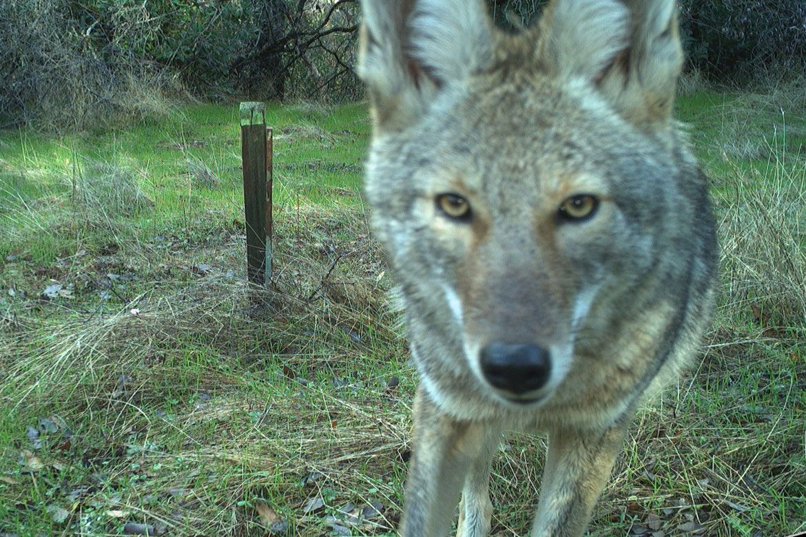 A coyote faces the camera directly in close-up, with amber eyes and gray-brown fur, standing on a grassy, leaf-covered ground at Quail Ridge Nature Reserve in Napa County, California. A wooden post is visible in the background.