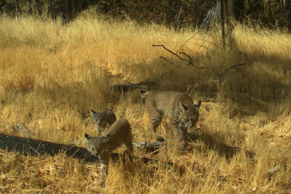 Two bobcats — an adult and a younger juvenile — walk through tall, dry golden grass at the Hopland Research and Extension Center in Hopland, California. Both animals display the species' characteristic tufted ears and spotted markings.