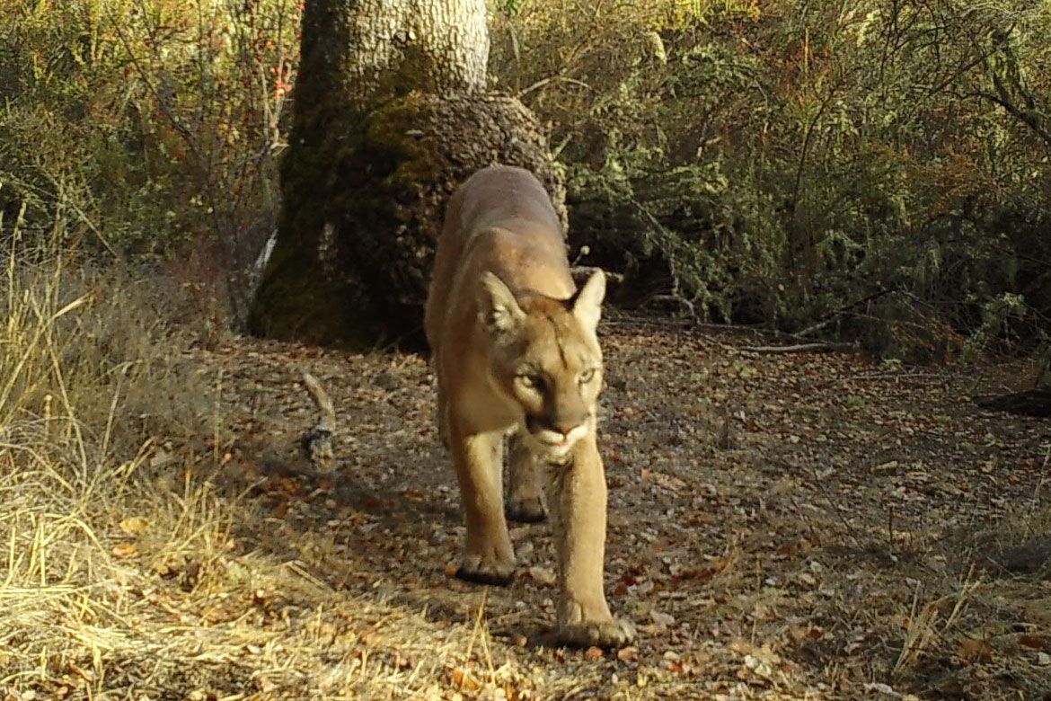 A mountain lion walks directly toward the camera along a rocky, leaf-strewn path surrounded by brush and a large moss-covered boulder at Hastings Natural History Reserve in Carmel Valley, California.