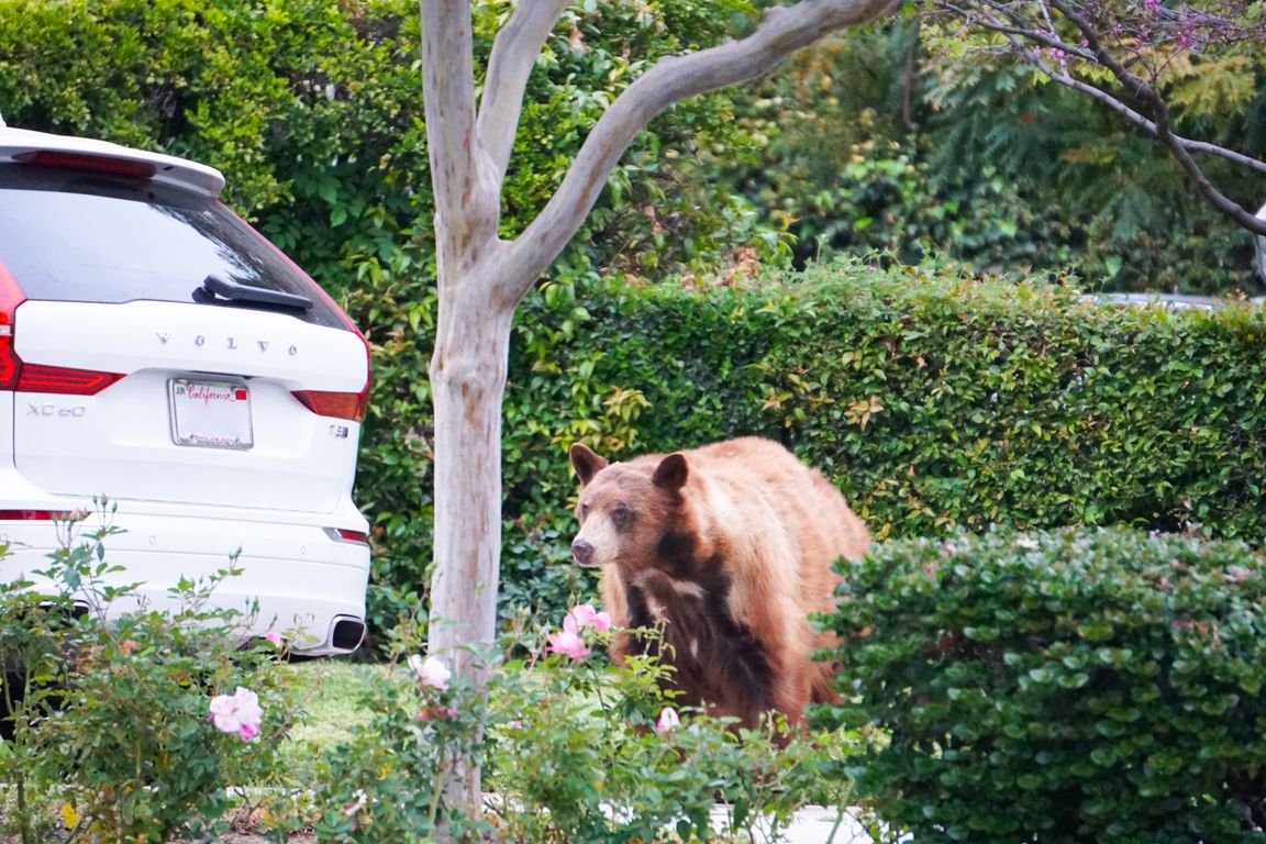 A large brown black bear walks through a suburban front yard among rose bushes and hedges, with a white Volvo SUV and lush green vegetation visible in the background.