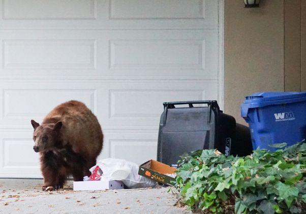 A black bear in the foothill suburb of Arcadia feds on trash from an overturned bin. 