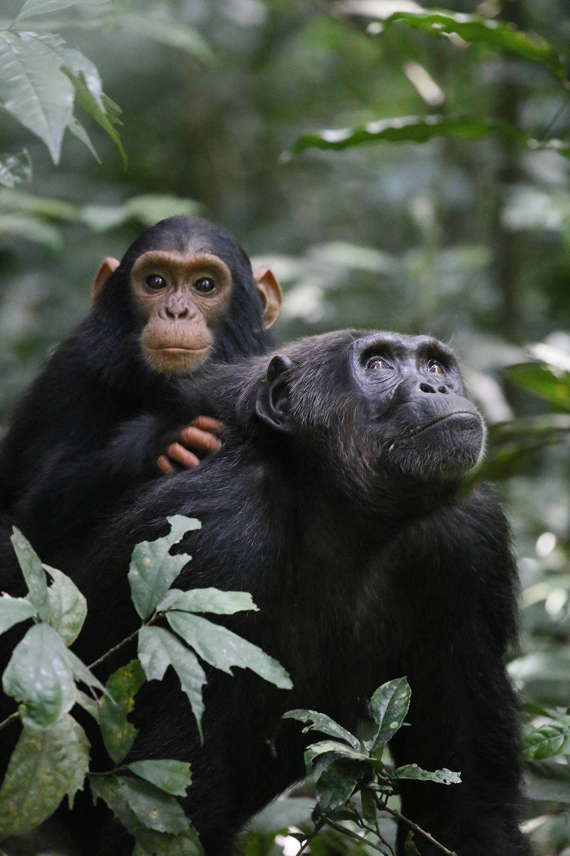 An infant chimpanzee rides on the back of his mother.