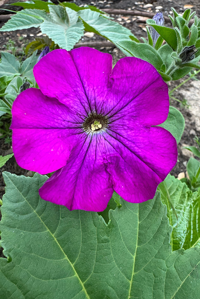 flower1