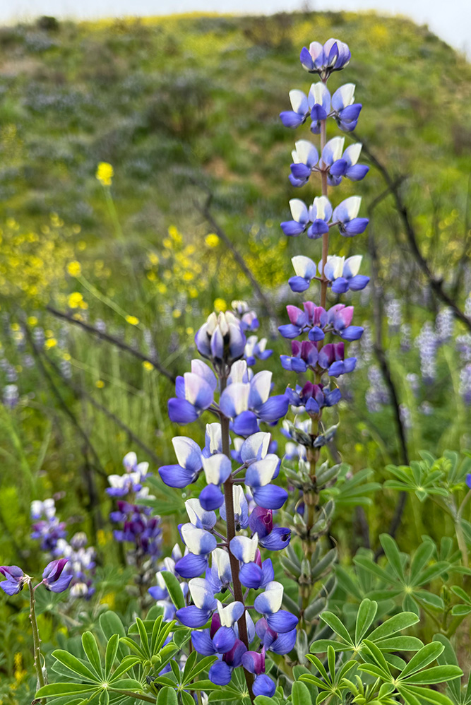 flower2