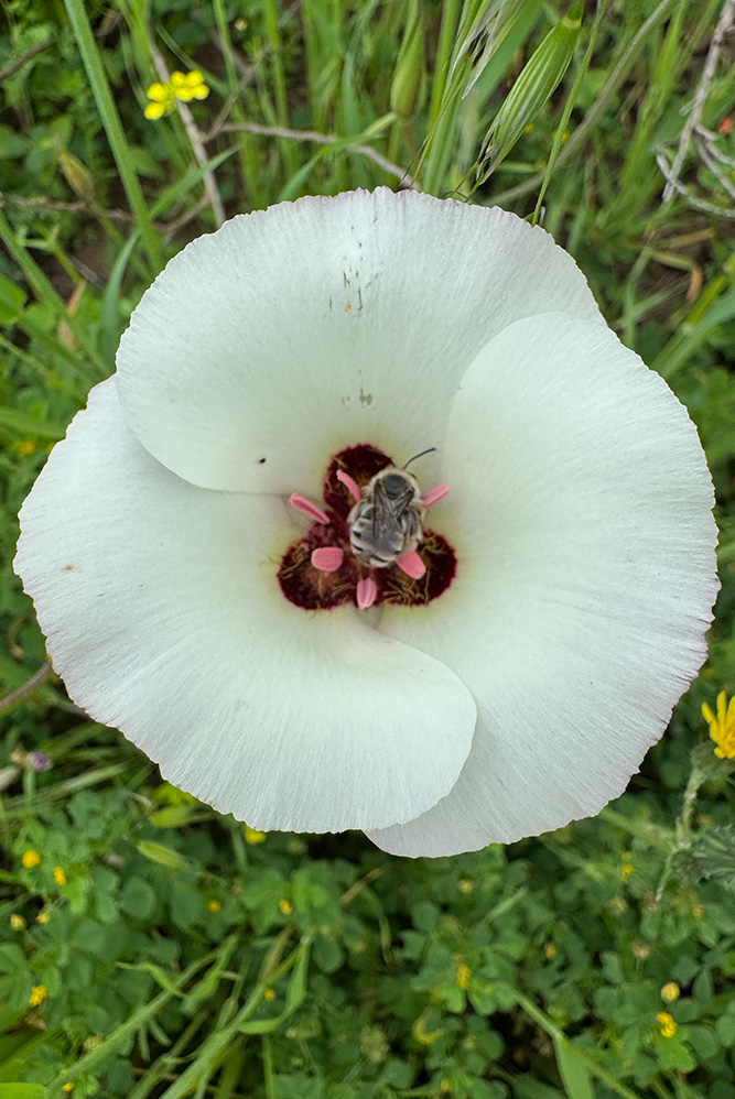 flower3