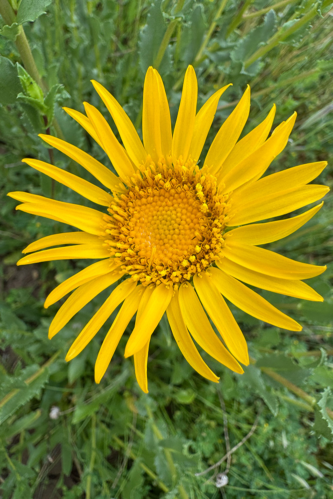 flower4