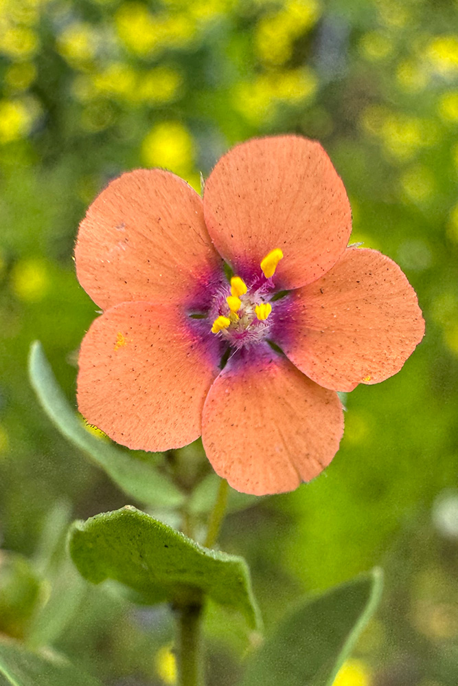 flower5