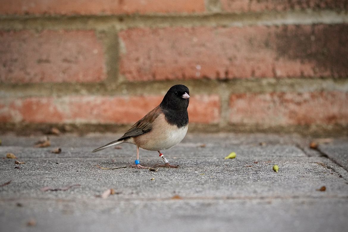 A dark-eyed junco stands on a concrete surface in front of a brick wall, with small colored research bands visible on its legs.