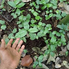 A hand reaches toward small green seedlings growing in dark soil on a forest floor.