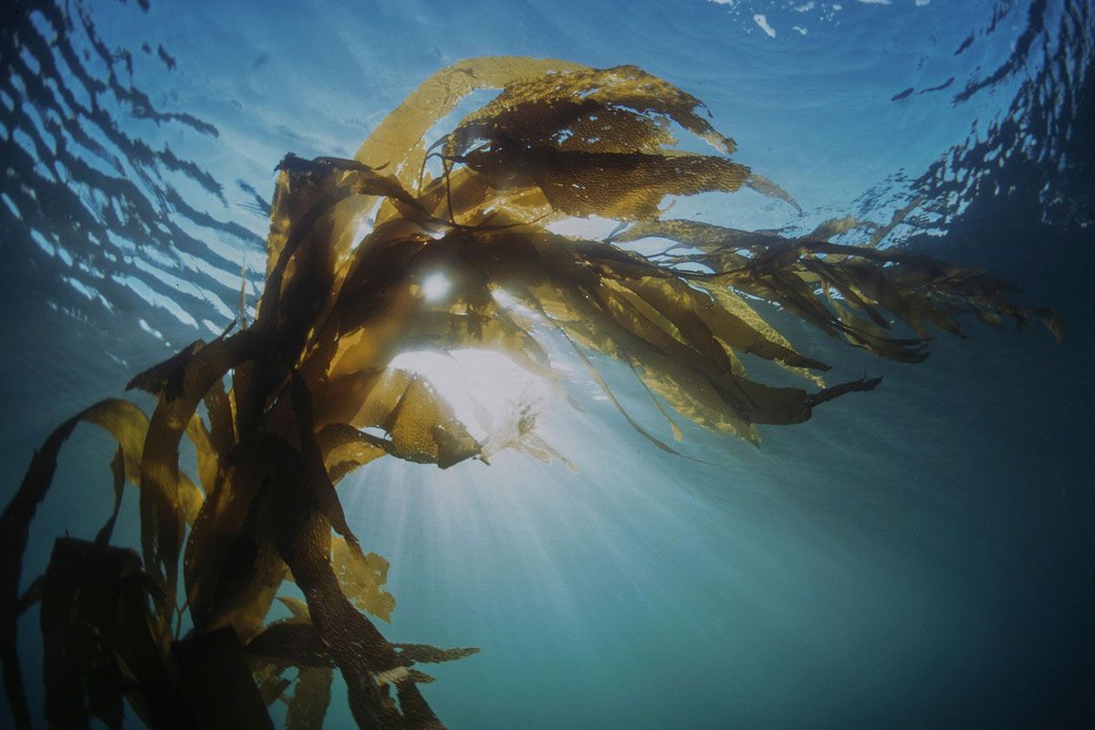 kelp