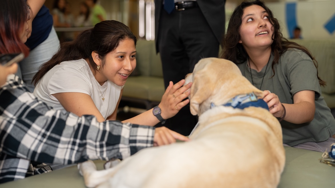 Two women students pet a yellow labrador dog in the library