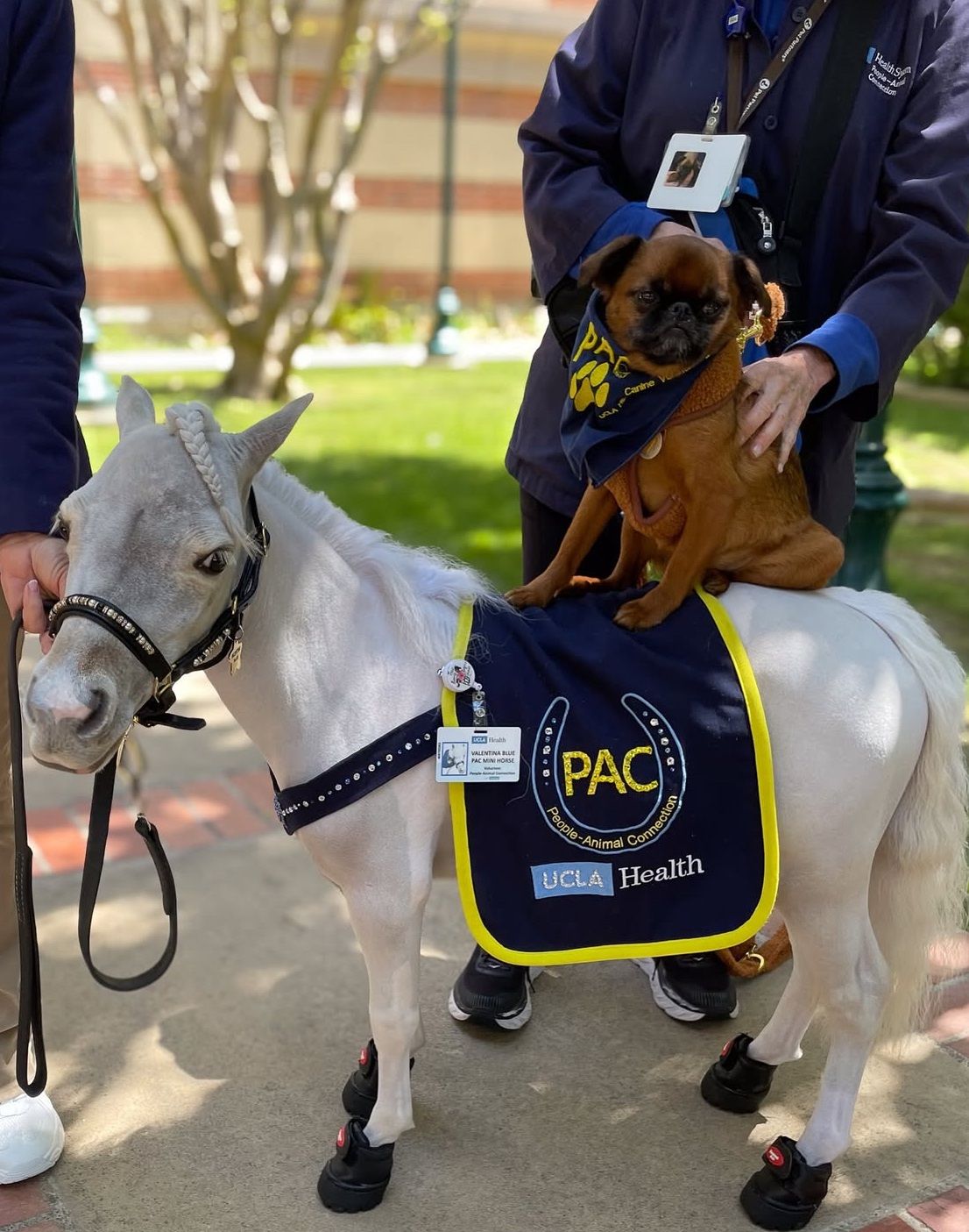 Brown dog seated on back of white miniature horse wearing PAC People-Animal-Connection UCLA Health sign