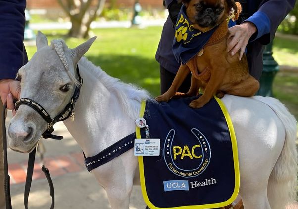 Brown dog seated on back of white miniature horse wearing PAC People-Animal-Connection UCLA Health sign