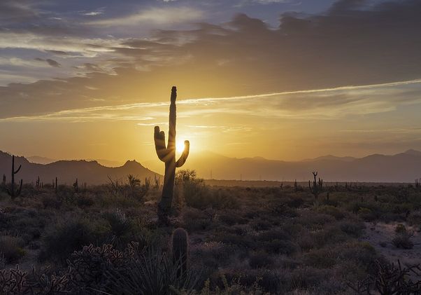 Sun shines through a tall cactus in the Phoenix desert at sunrise