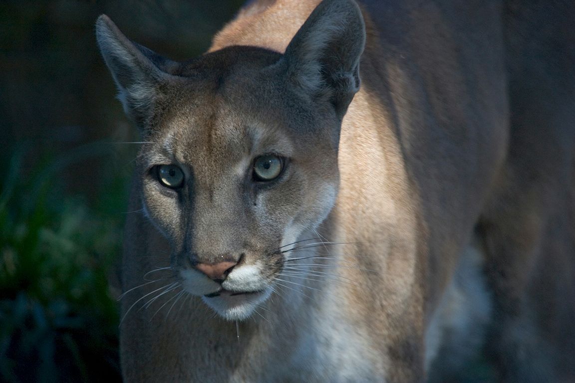 フロリダパンサー保護に成功:遺伝子救済の成果(Saving the Florida Panther: Genetic Rescue Efforts Have Been a Success, UCLA Biologists Say)