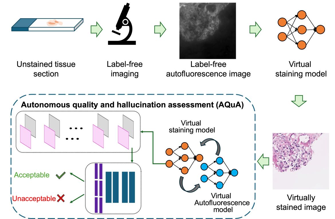  A diagram summarizes the machine learning process behind a UCLA-developed AI system for finding potentially dangerous errors in virtual staining.