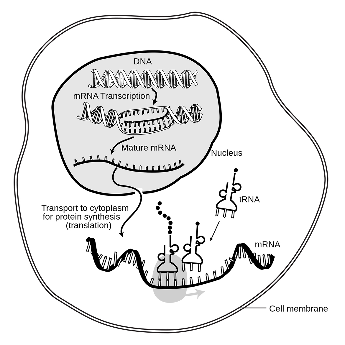 Illustration showing DNA transcription to mRNA in the nucleus; the mRNA molecule is then exported to the cytosol, the fluid in the cell