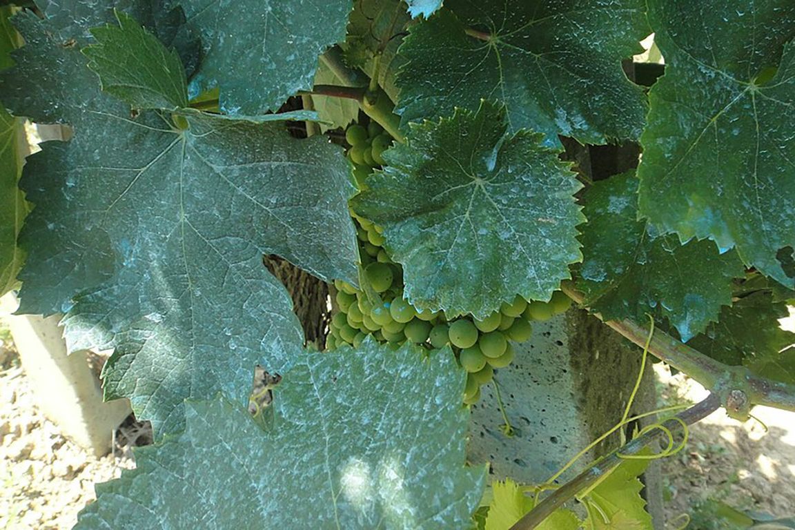 leaves