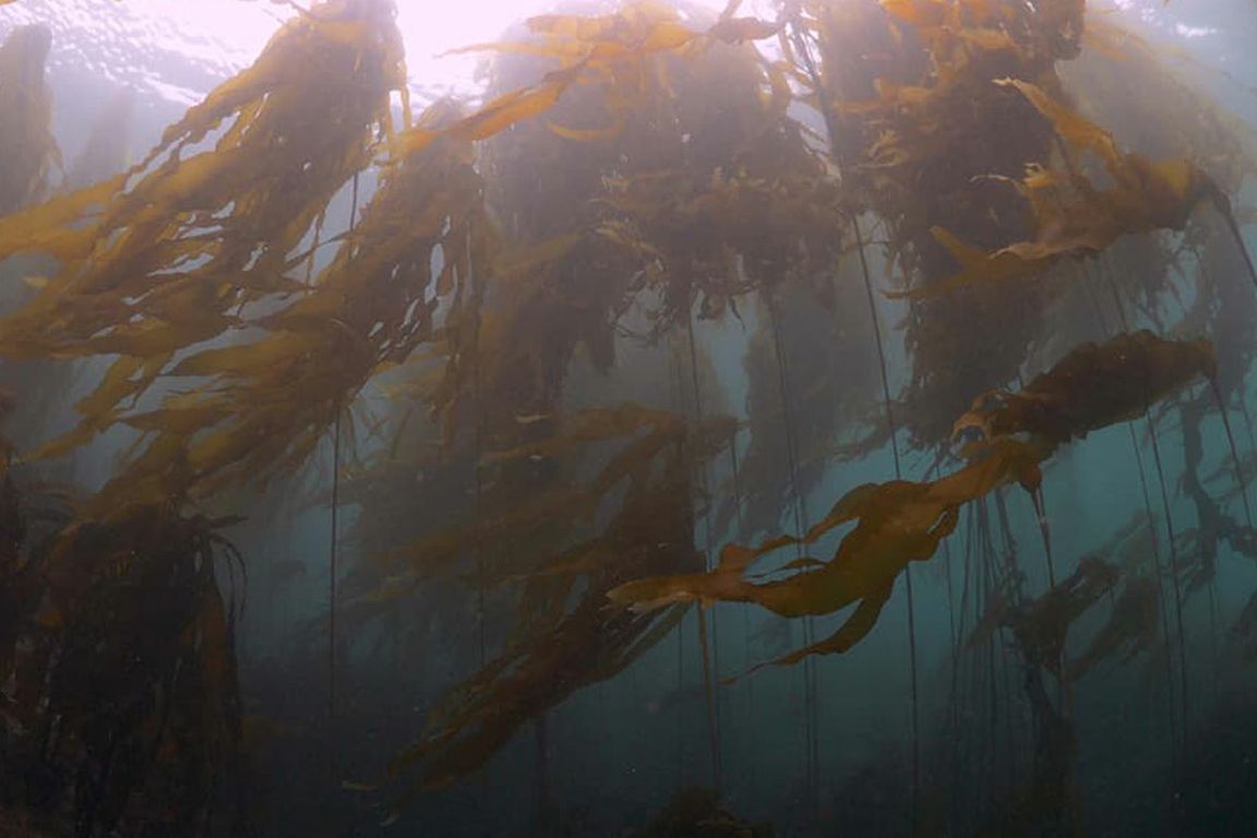 Kelp