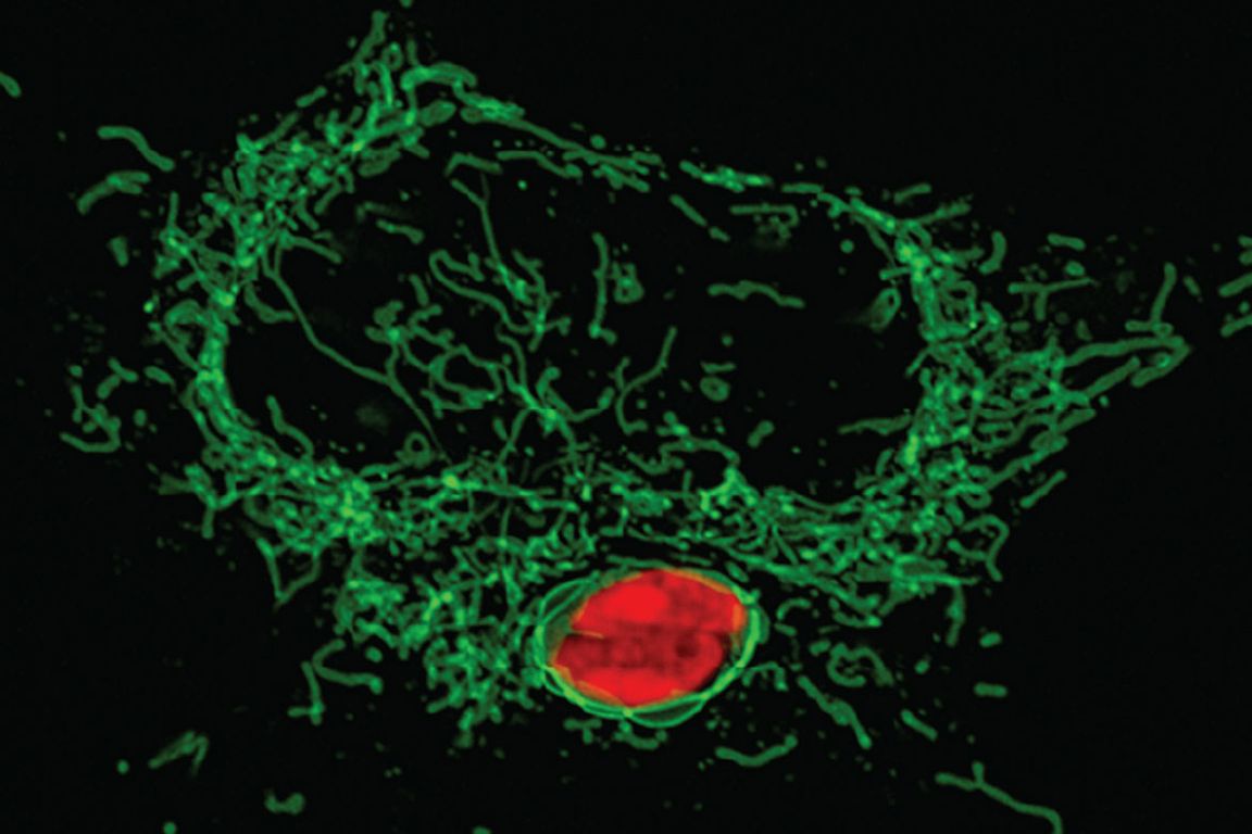 Scientists Unveil Cells' Secret Weapon Against Pathogens Mirage News