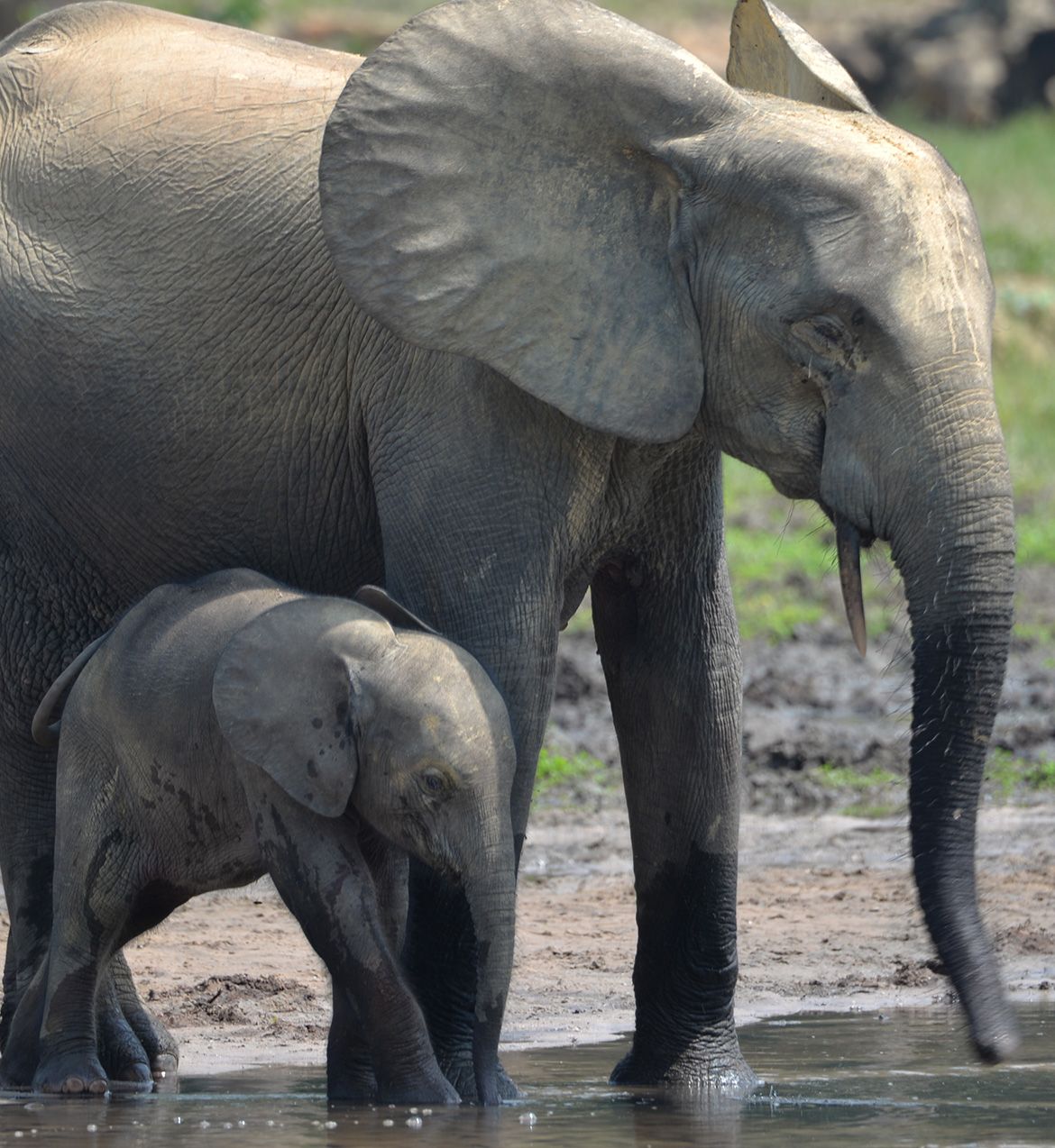 An adult African forest elephant and a small calf stand together at the water's edge in Dzanga-Sangha National Park, Central African Republic. The calf stands beneath the adult, which is drinking from the water.