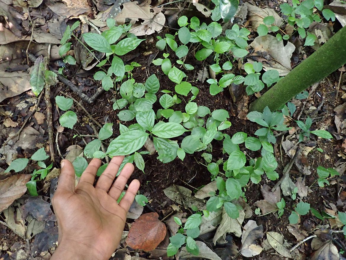 A hand reaches toward a cluster of young ebony seedlings sprouting from dark soil amid dried leaves on a forest floor in southeastern Cameroon. The seedlings are germinating in fresh African forest elephant dung.