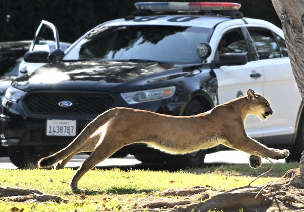 A mountain lion leaps across a grassy area in mid-stride, with a black-and-white police patrol car visible in the background.