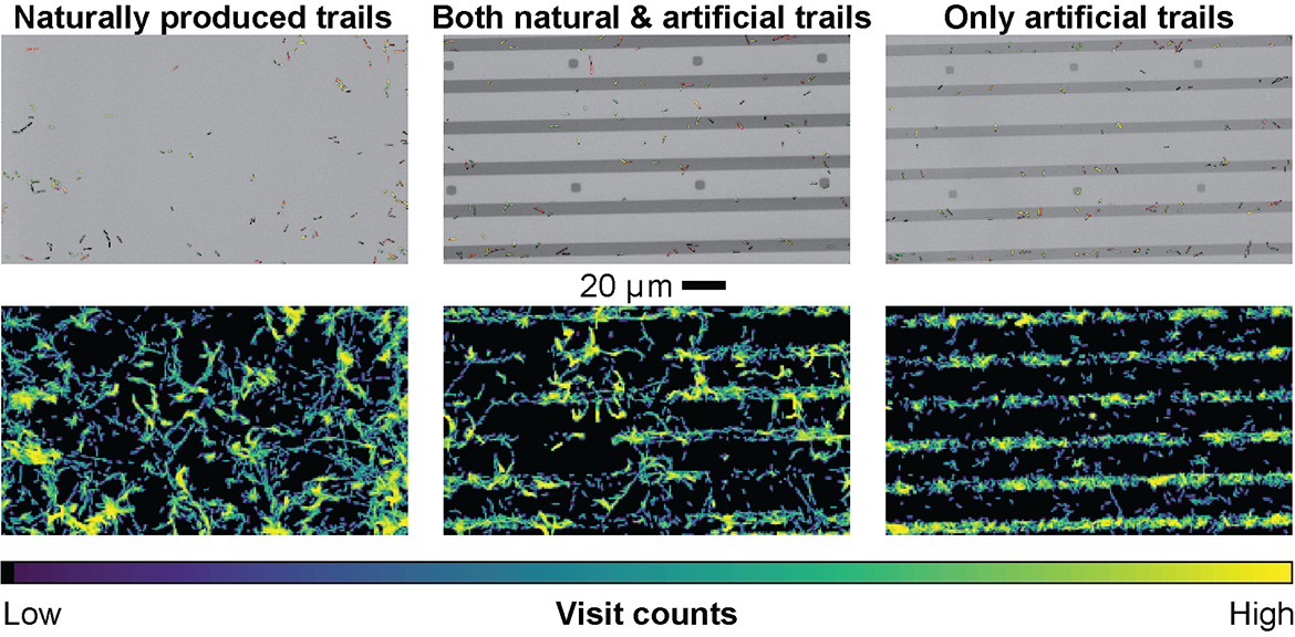Pseudomonas visits to sugar trails, L to R: regular cells with their own sugars; regular cells with artificial and natural trails; cells engineered so they can't make sugars with artificial trails.