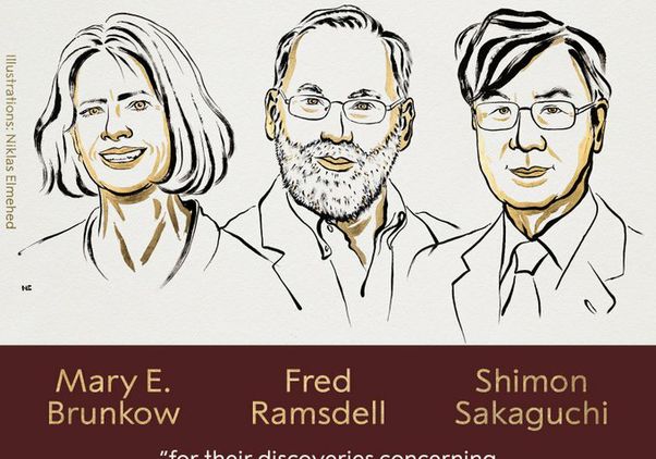 Graphic announcing the Nobel Prize in Physiology or Medicine 2025, featuring line-drawn portraits of three laureates side by side: Mary E. Brunkow, Fred Ramsdell, and Shimon Sakaguchi. Text below reads: 'for their discoveries concerning peripheral immune tolerance.' The Nobel Assembly at Karolinska Institutet is credited at the bottom.